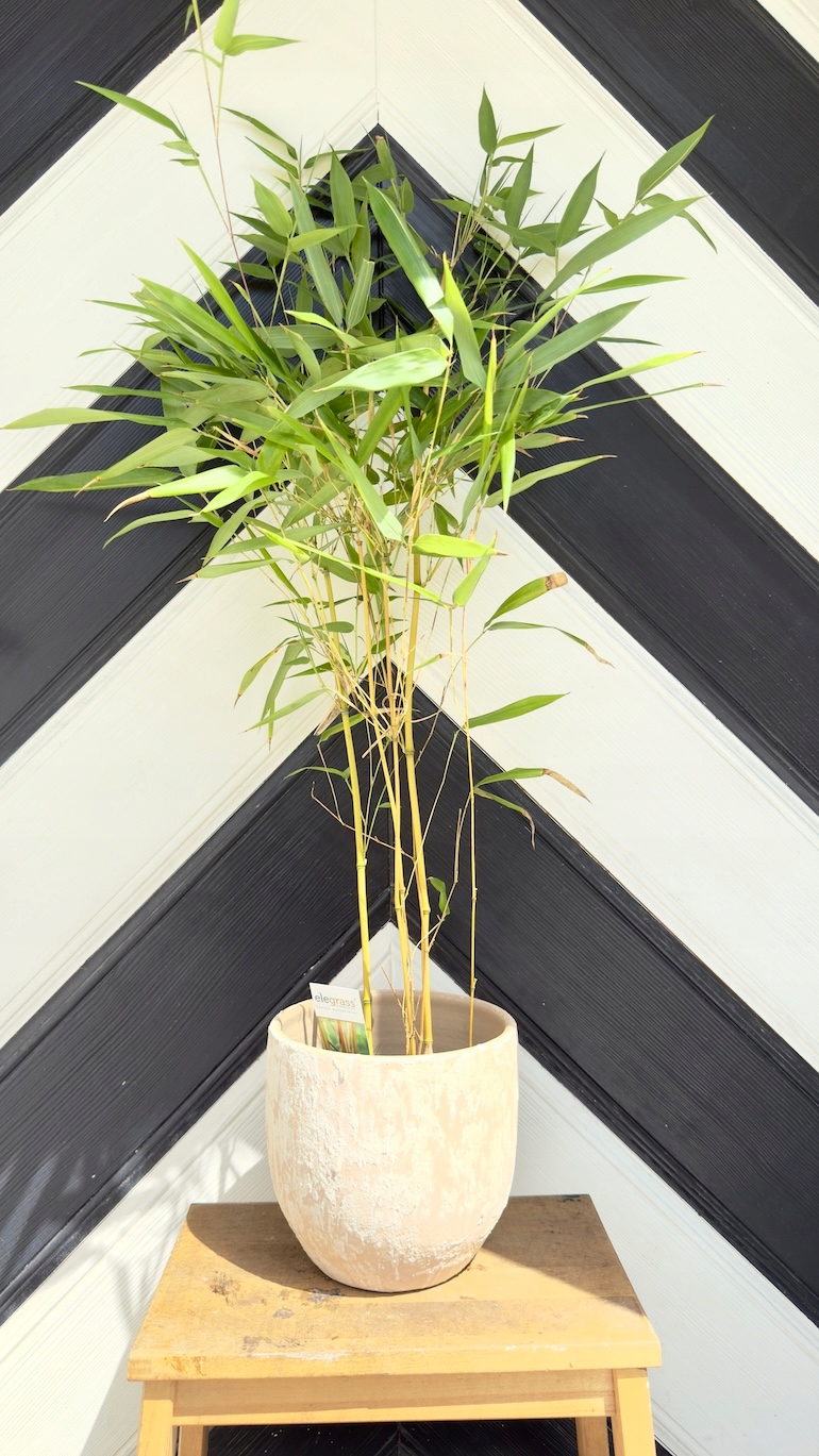Phyllostachys Aureosulcata