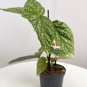 BEGONIA ALBOPICTA SILVER