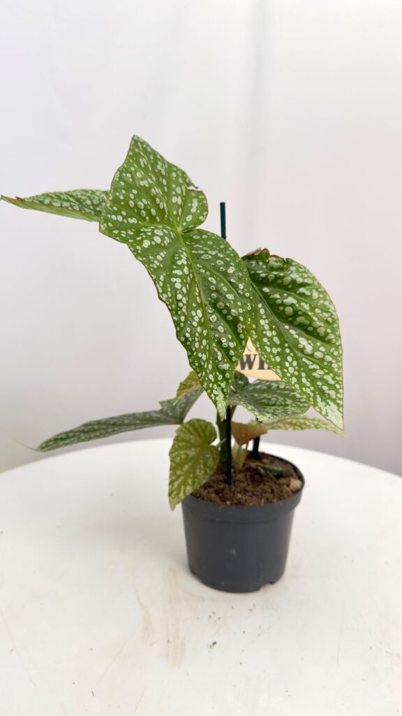 BEGONIA ALBOPICTA SILVER