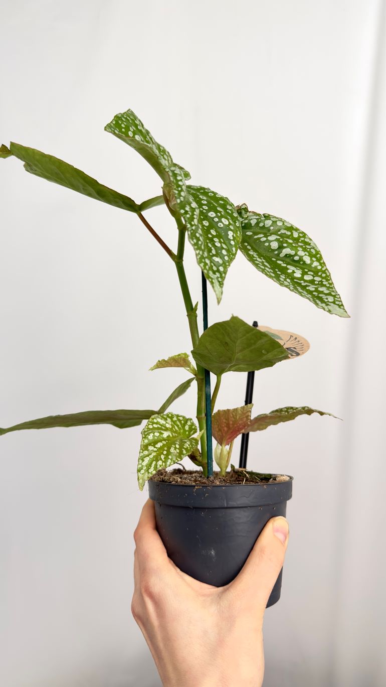 BEGONIA ALBOPICTA SILVER