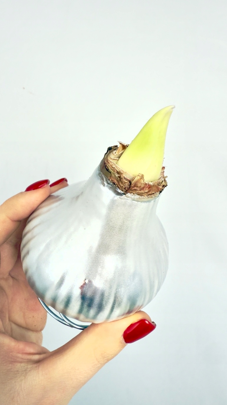 Amarylis roślina w srebnej oprawie Gotowa ozdoba NIE WYMAGA PODLEWANIA