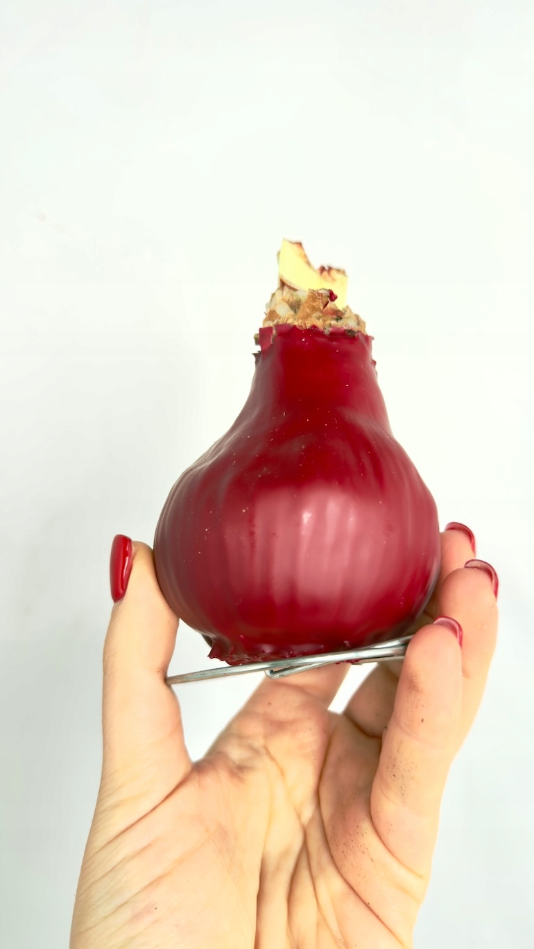 Amarylis w wosku (bordo)