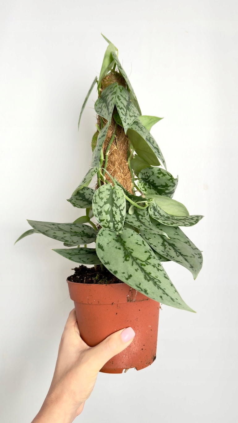 Scindapsus Silver Lady