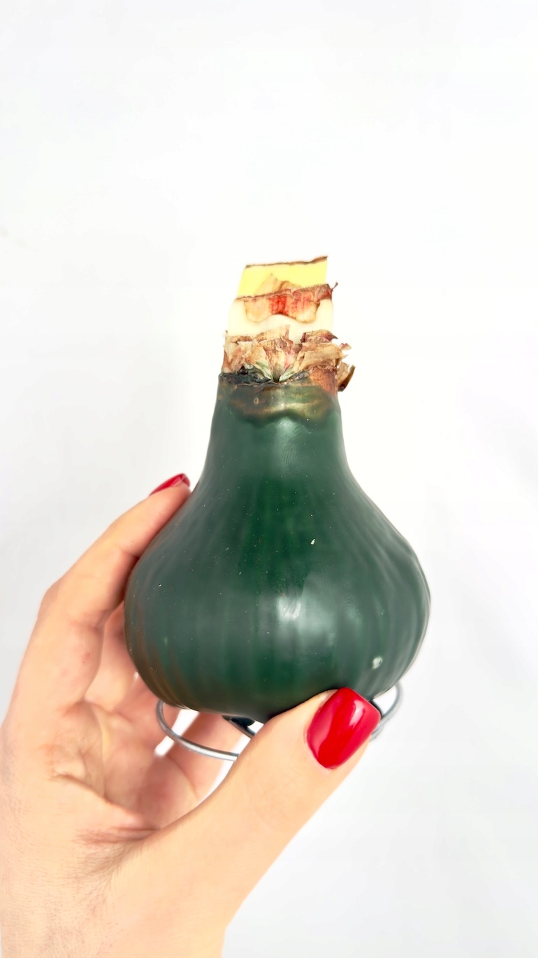 Amarylis w wosku (zieleń)