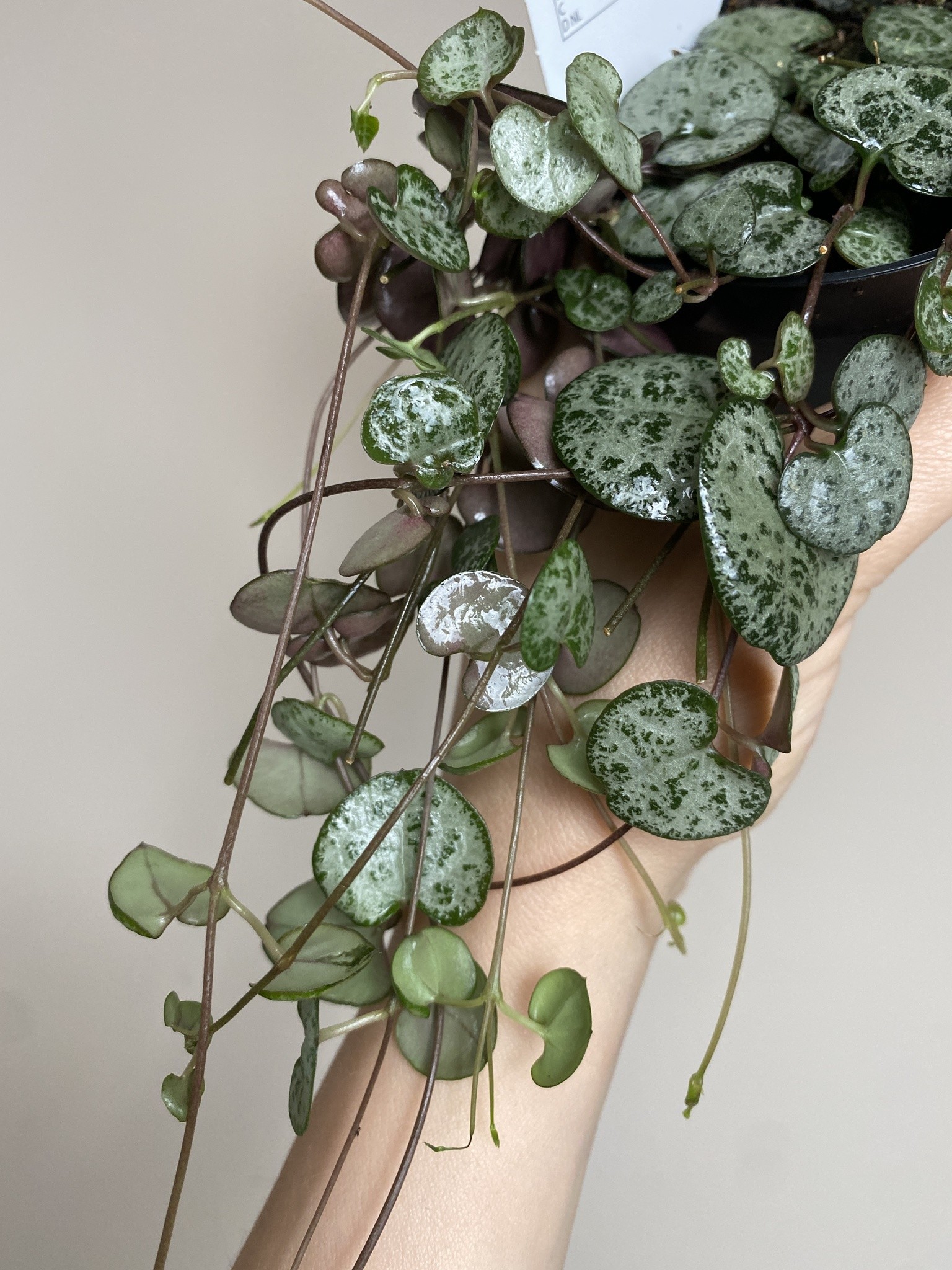 Ceropegia Woodii (15cm)