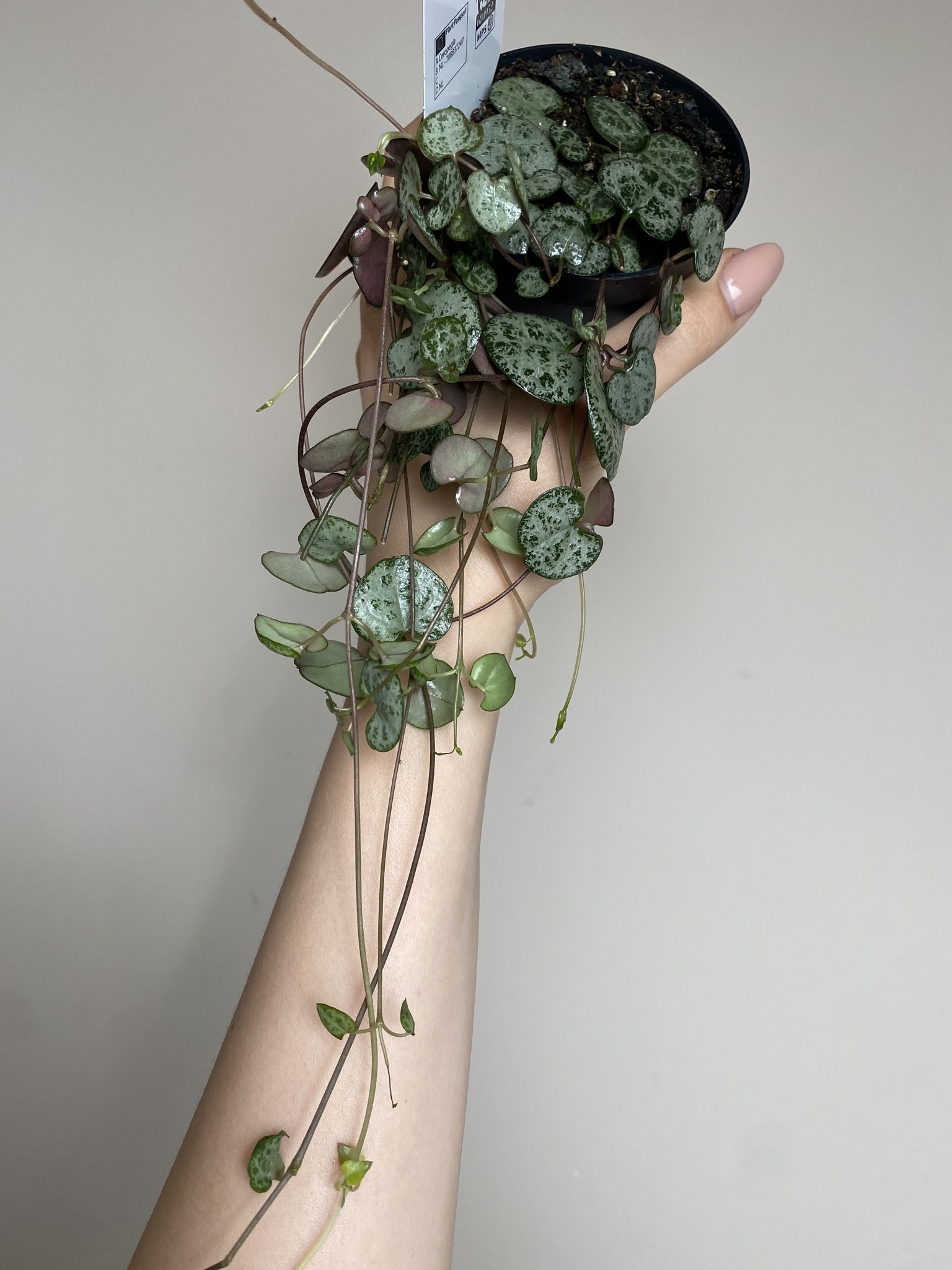 Ceropegia Woodii (15cm)