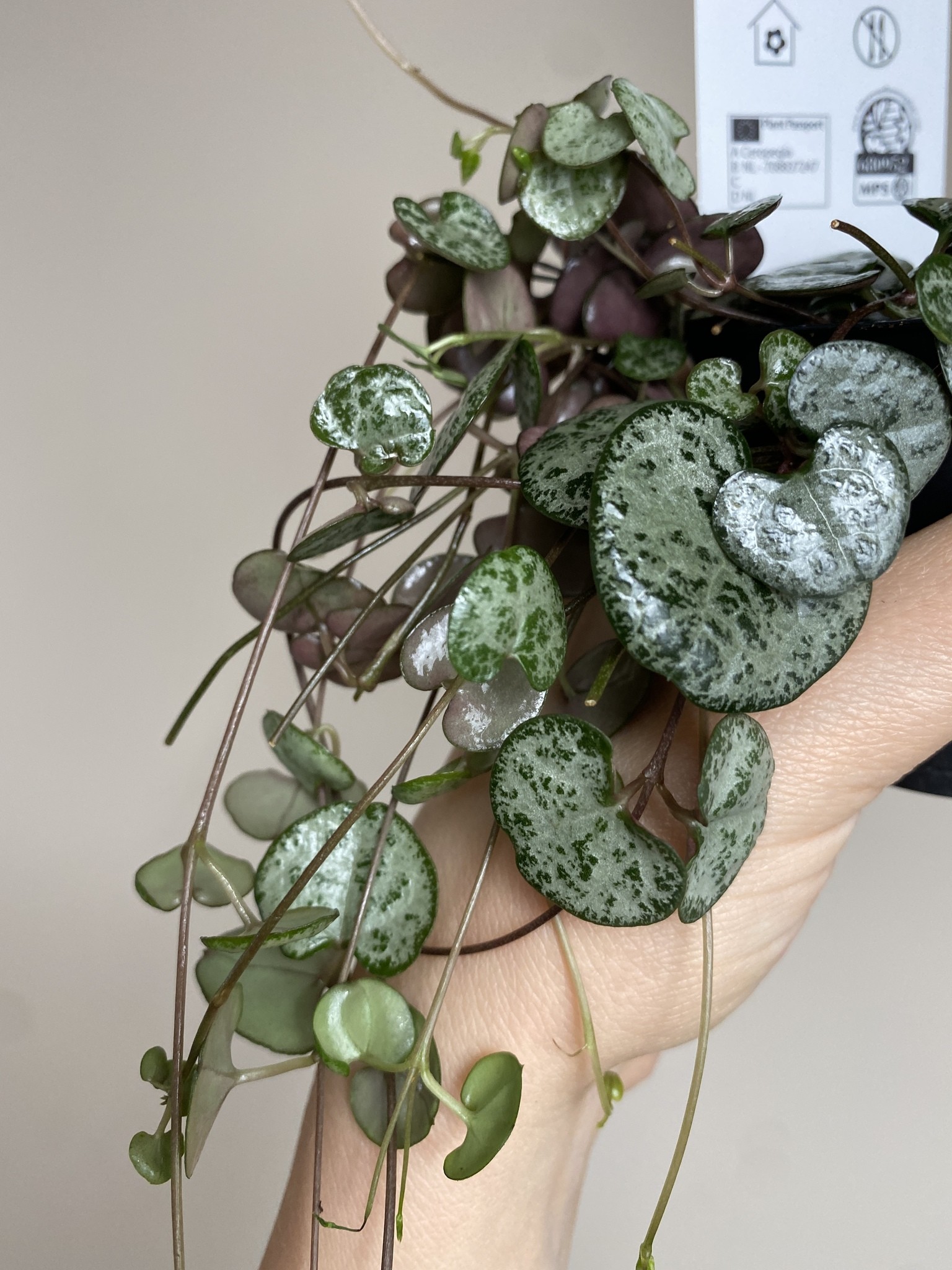 Ceropegia Woodii (15cm)