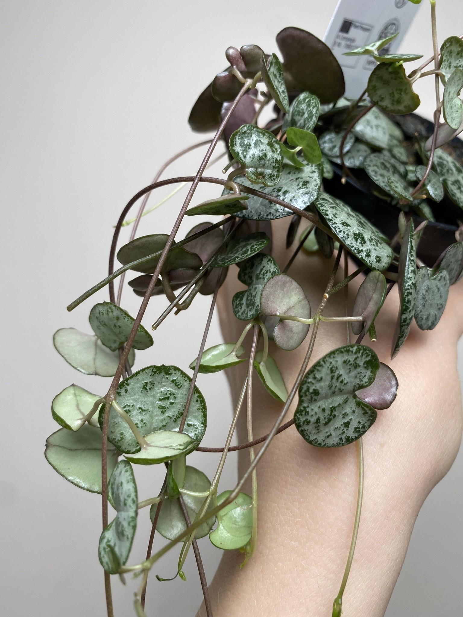 Ceropegia Woodii (15cm)