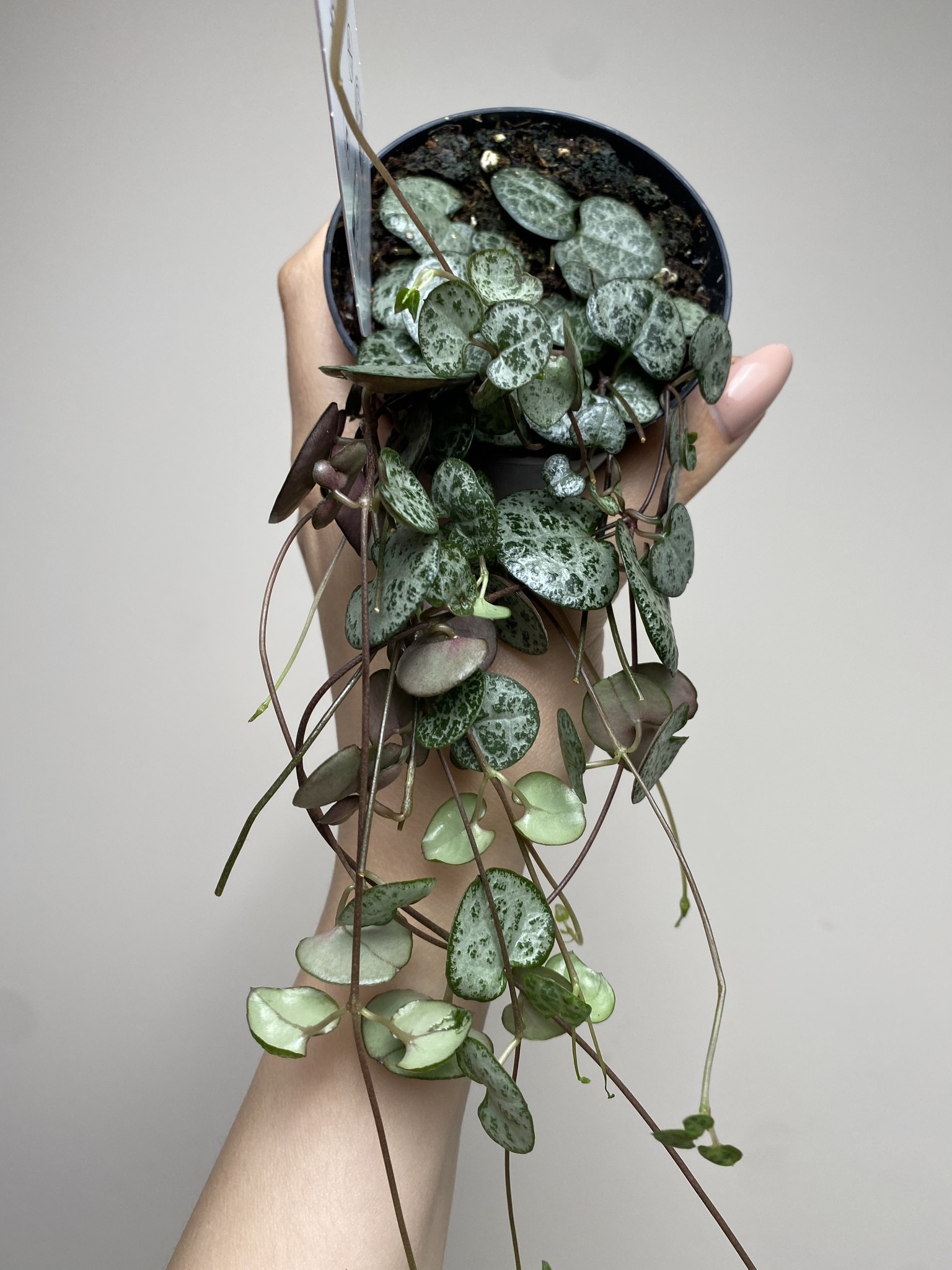 Ceropegia Woodii (15cm)