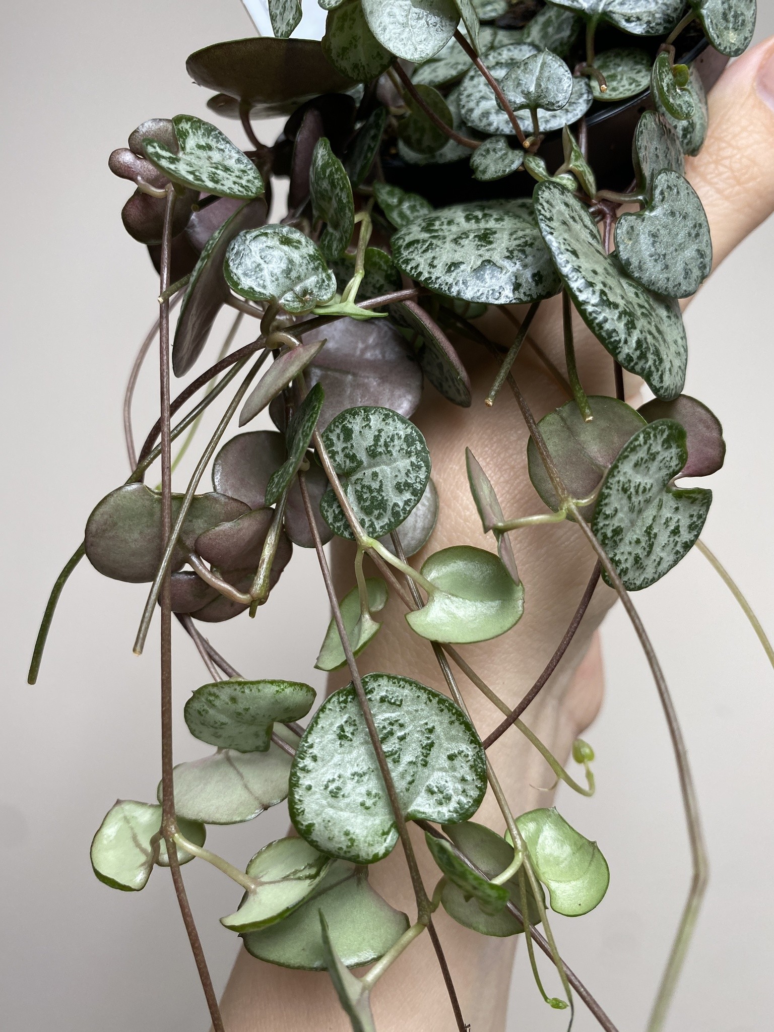 Ceropegia Woodii (15cm)