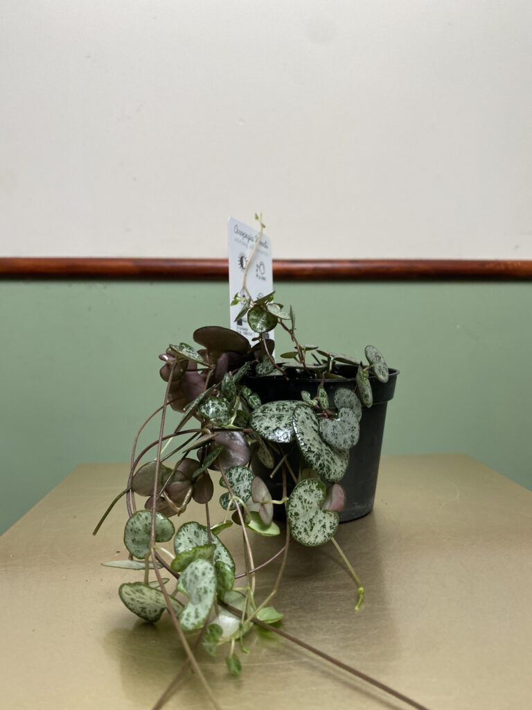 Ceropegia Woodii (15cm)