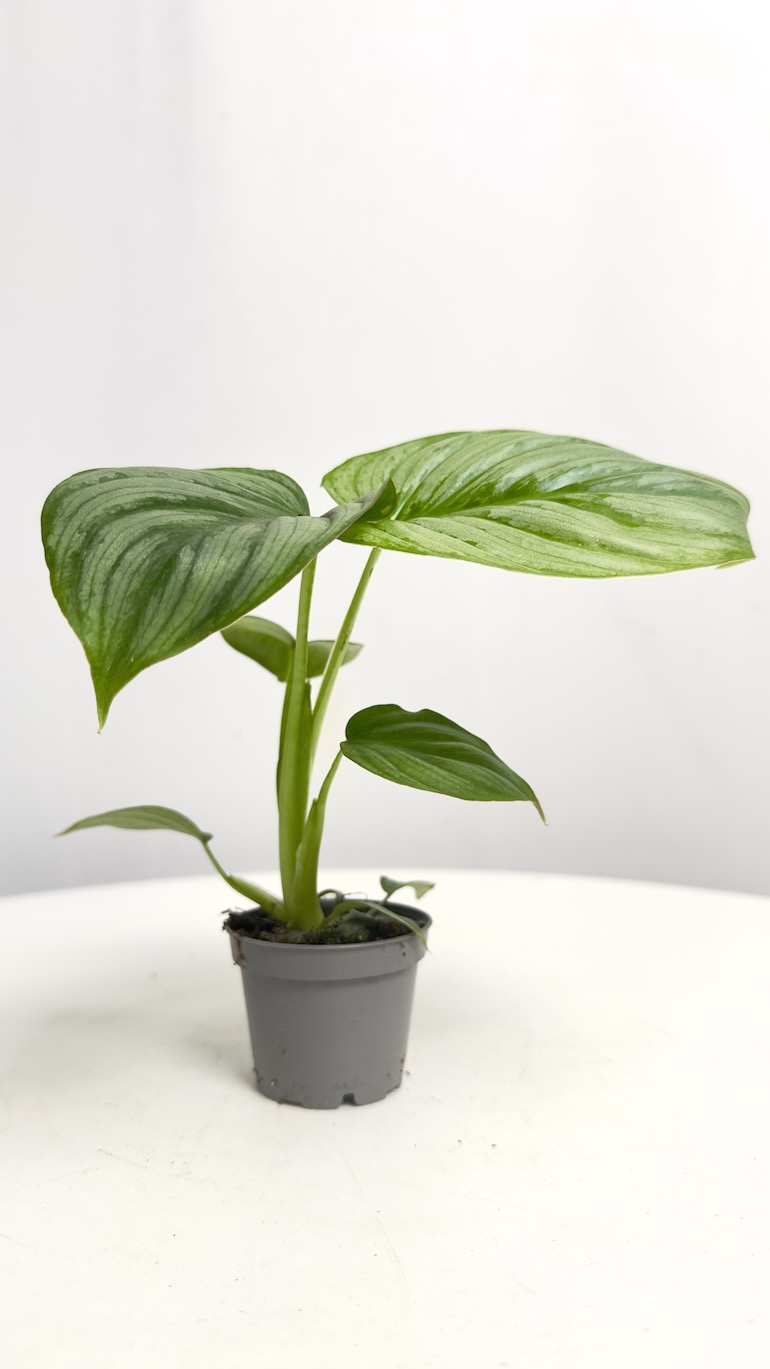 Philodendron Mamei