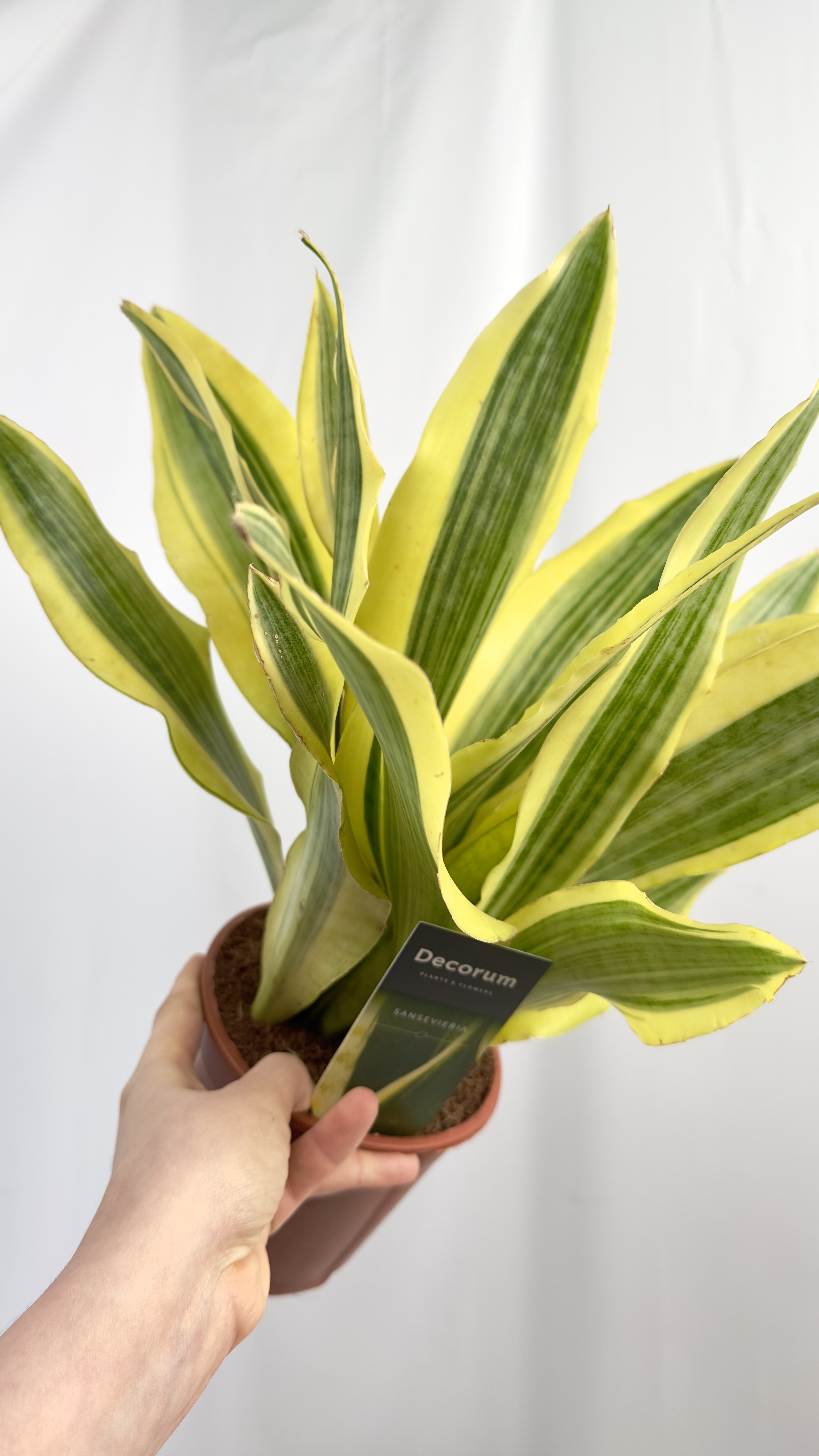 Sansevieria Aubrytiana Yellow