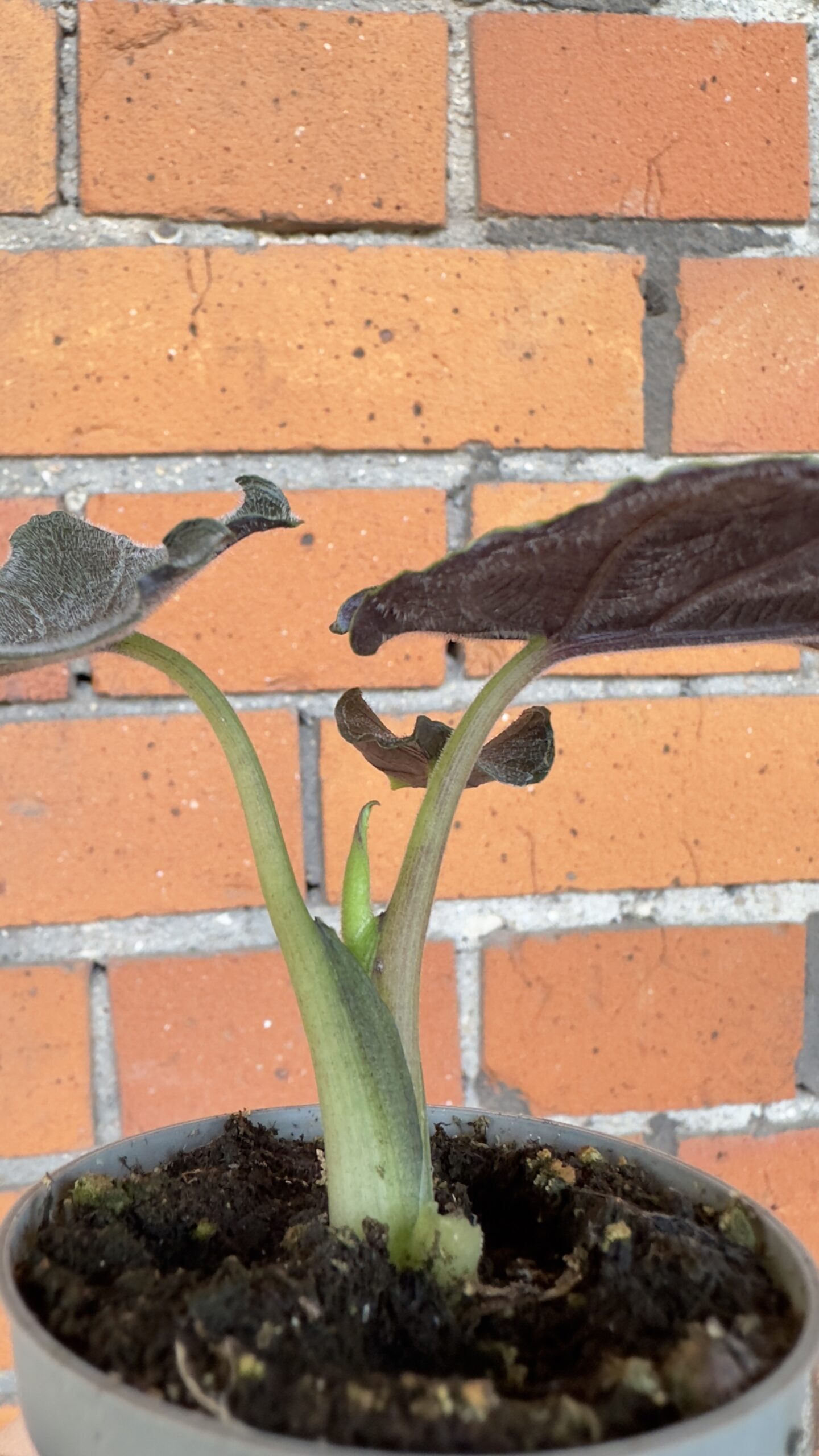 Alocasia Antoro velvet