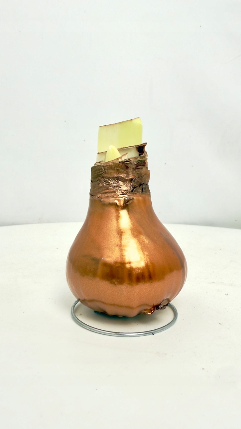 Amarylis w wosku (złoto)