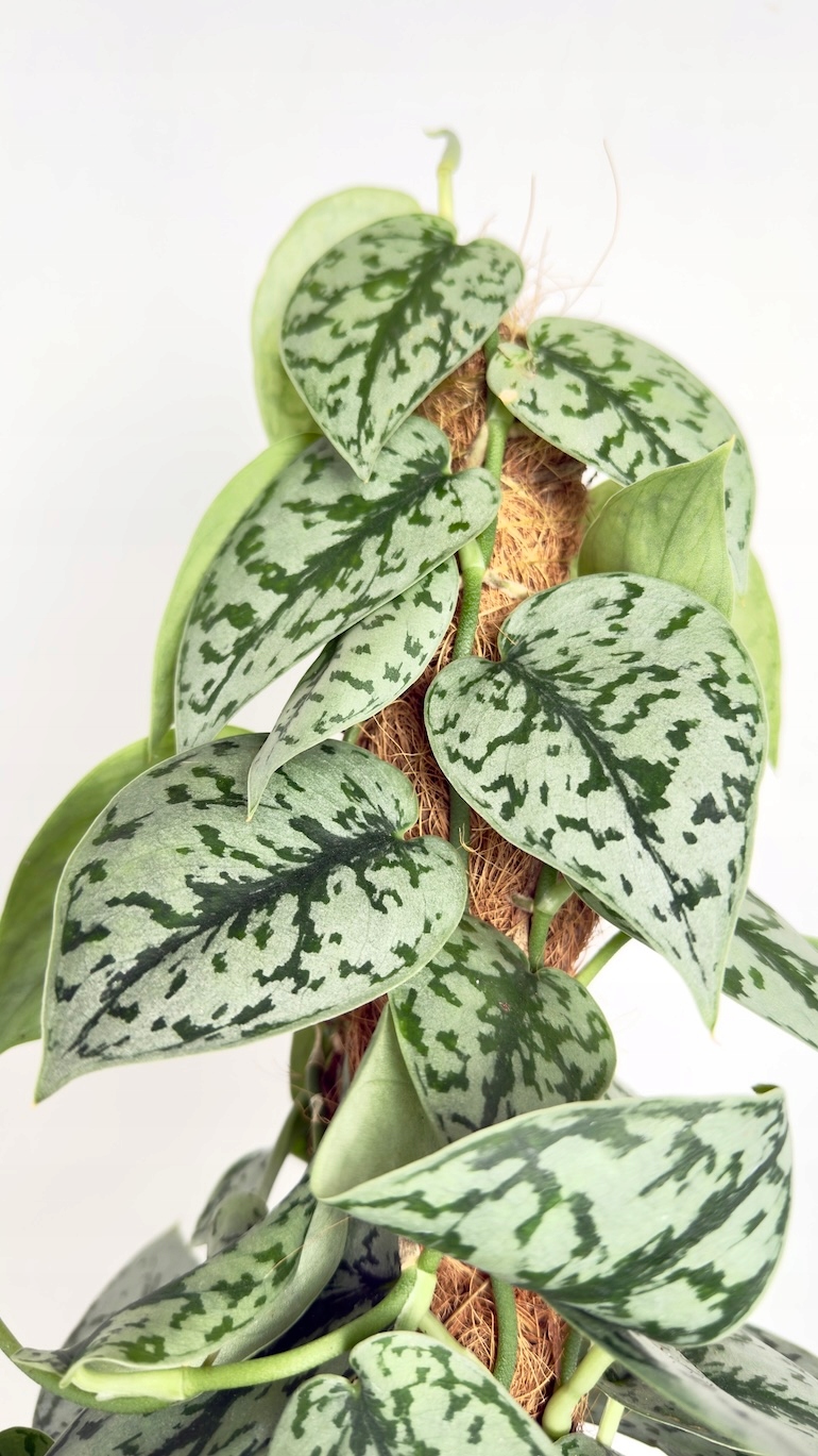 Scindapsus Silver Lady