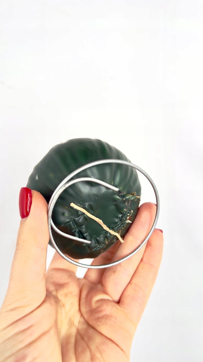 Amarylis w wosku (zieleń)