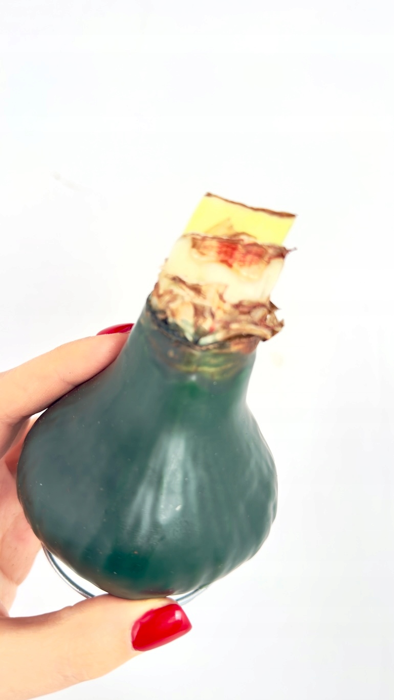 Amarylis w wosku (zieleń)