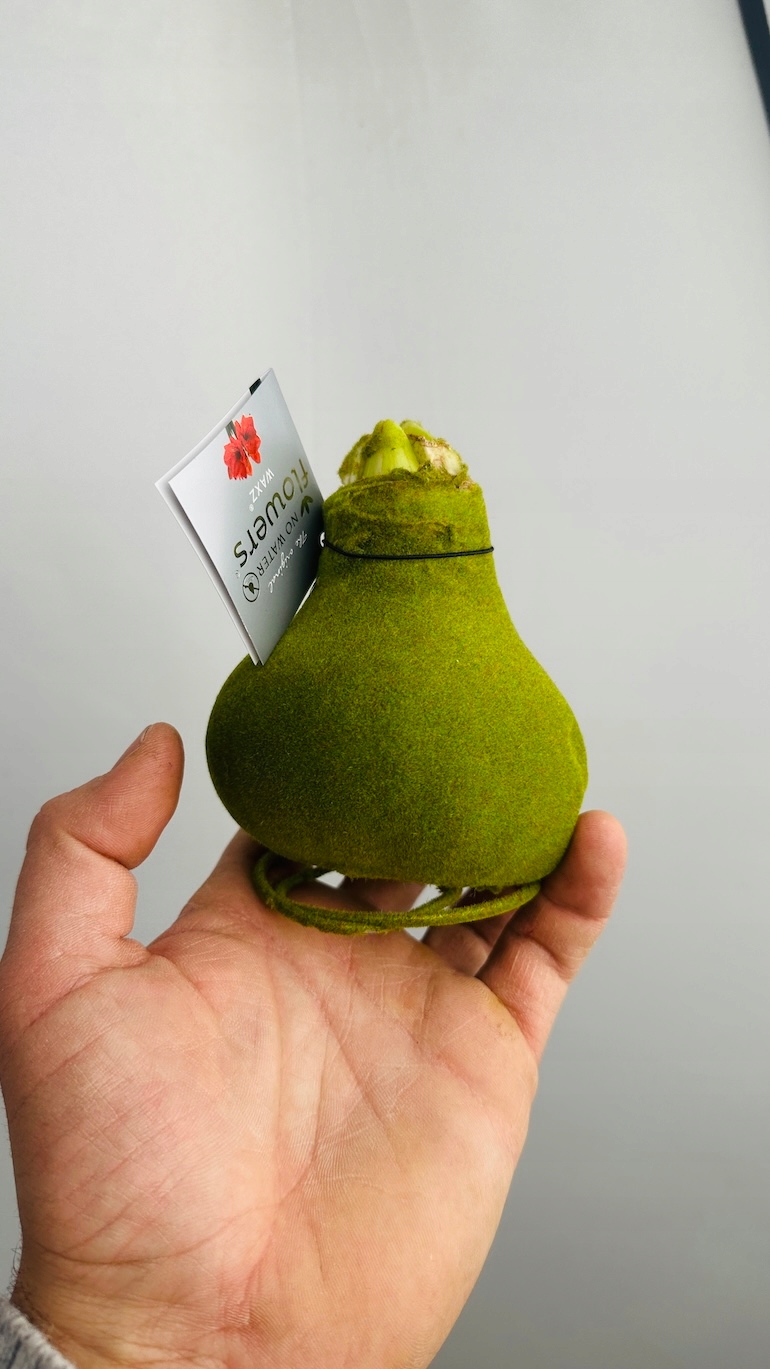 Amarylis w aksamitnej oprawie (zieleń)