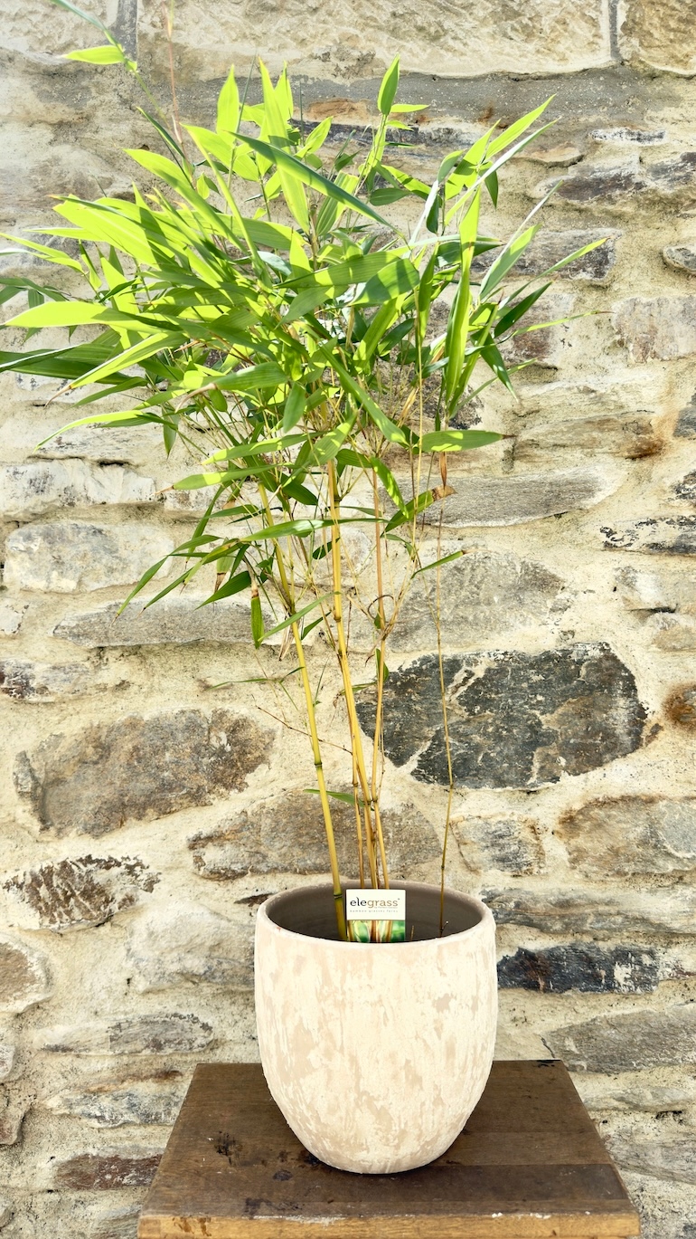 Phyllostachys Aureosulcata