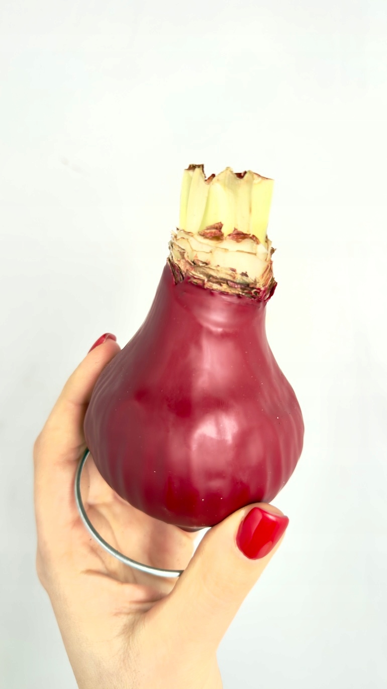 Amarylis w wosku (bordo)