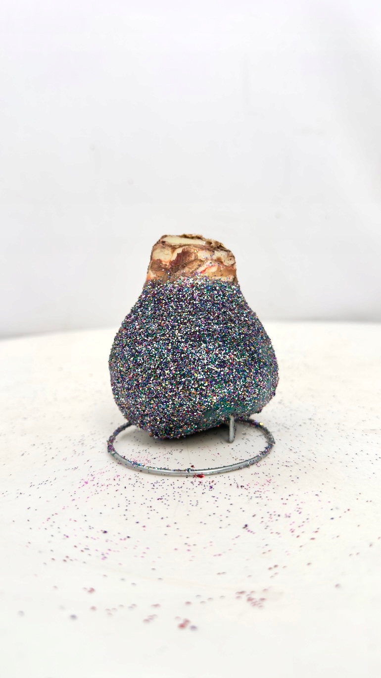 Amarylis w brokatowym wosku