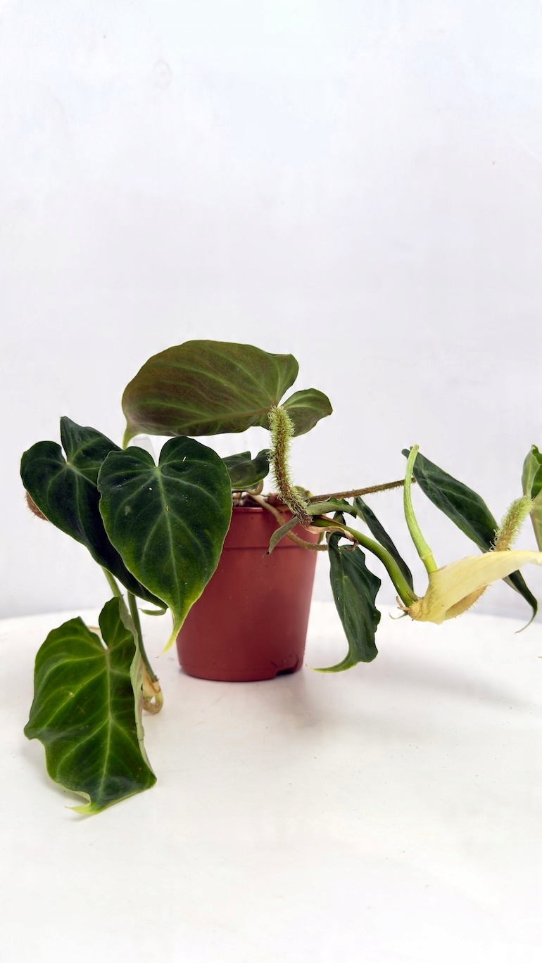 Philodendron Verrucosum