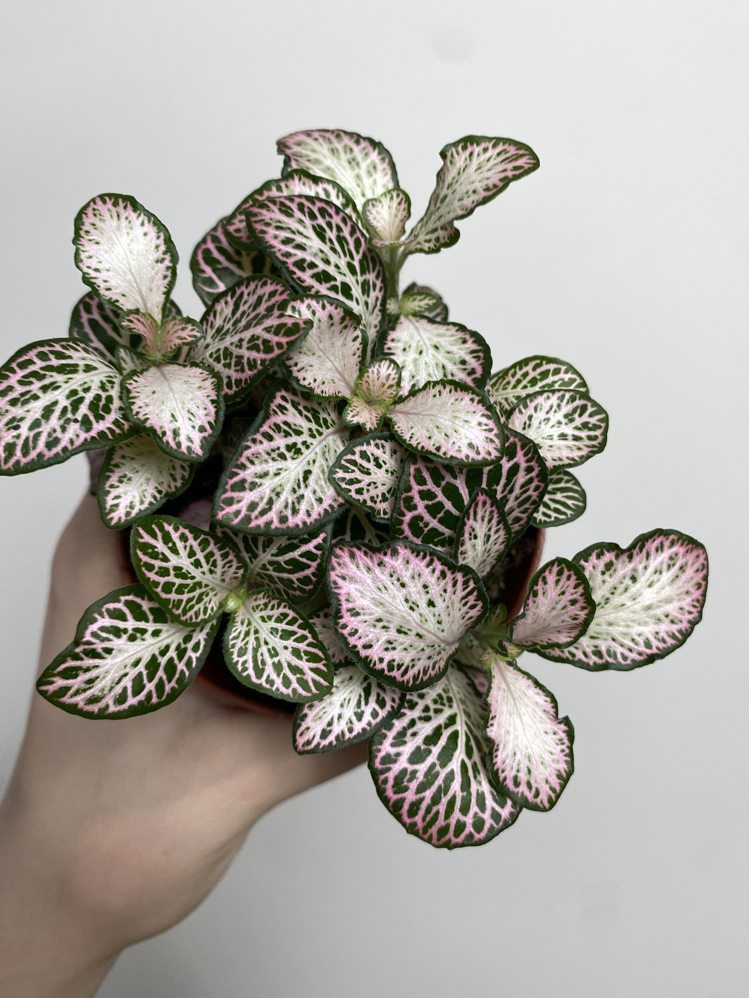 Fittonia verschaffeltii różowo-biało-zielona