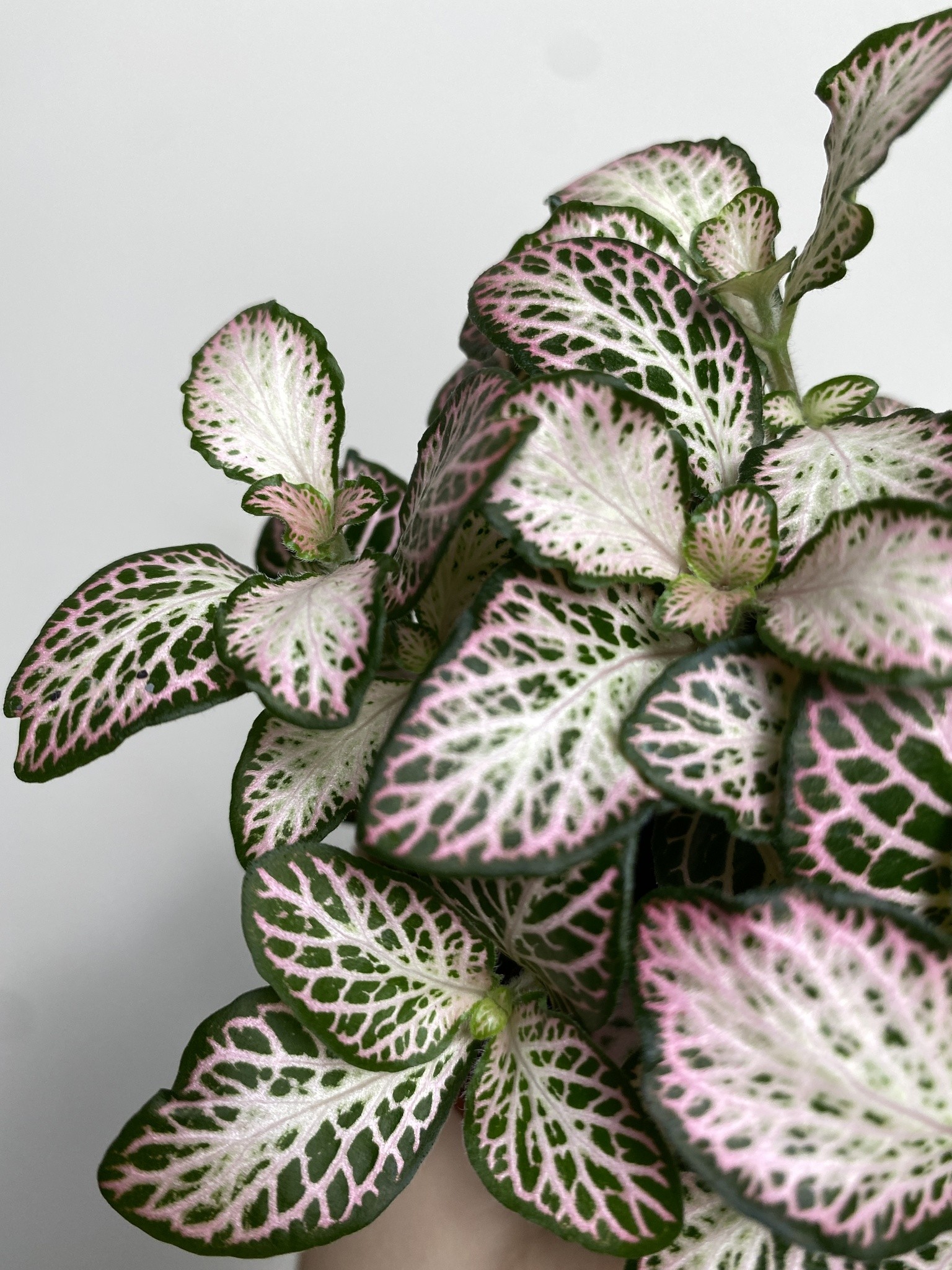Fittonia verschaffeltii różowo-biało-zielona