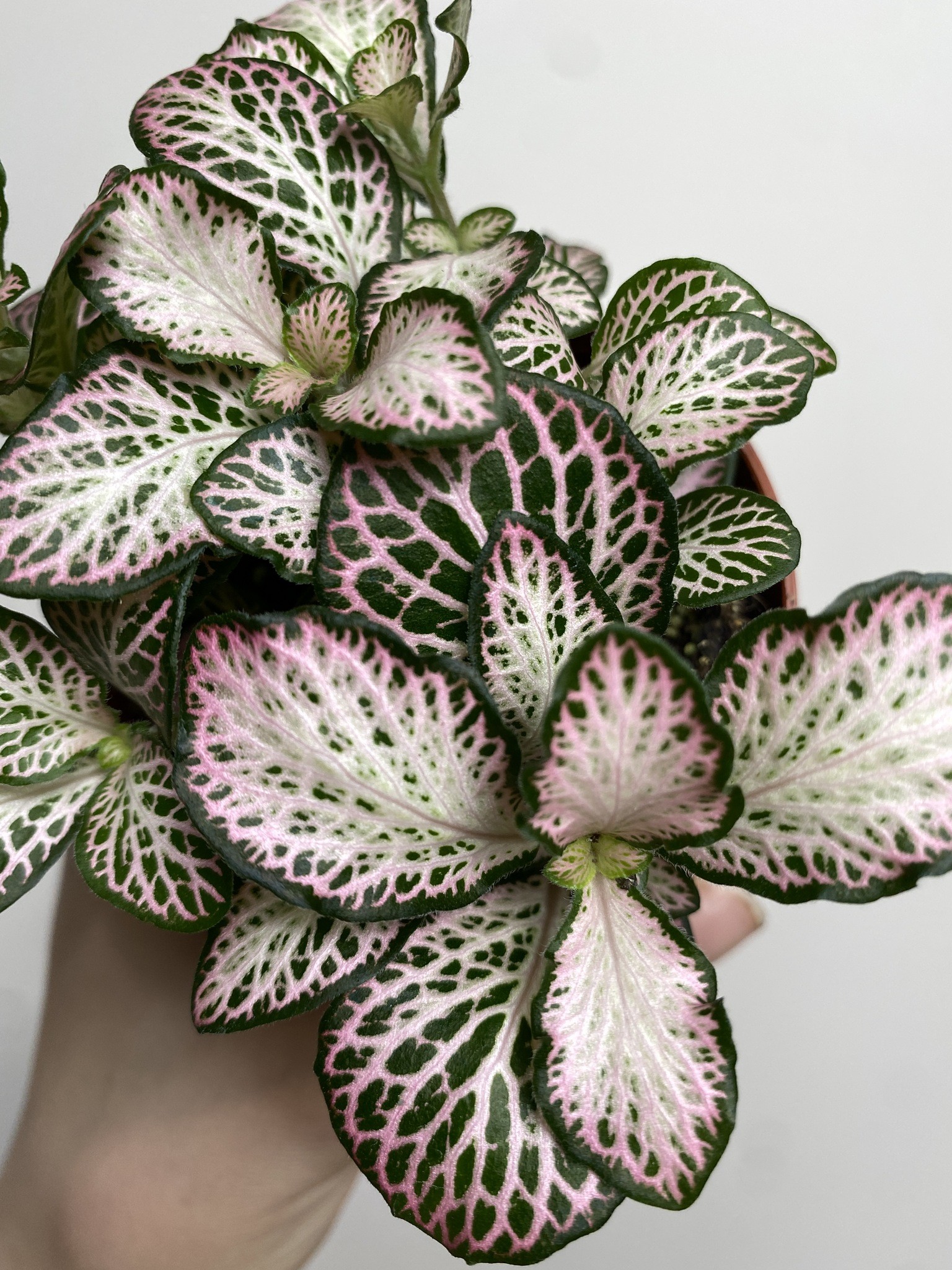 Fittonia verschaffeltii różowo-biało-zielona