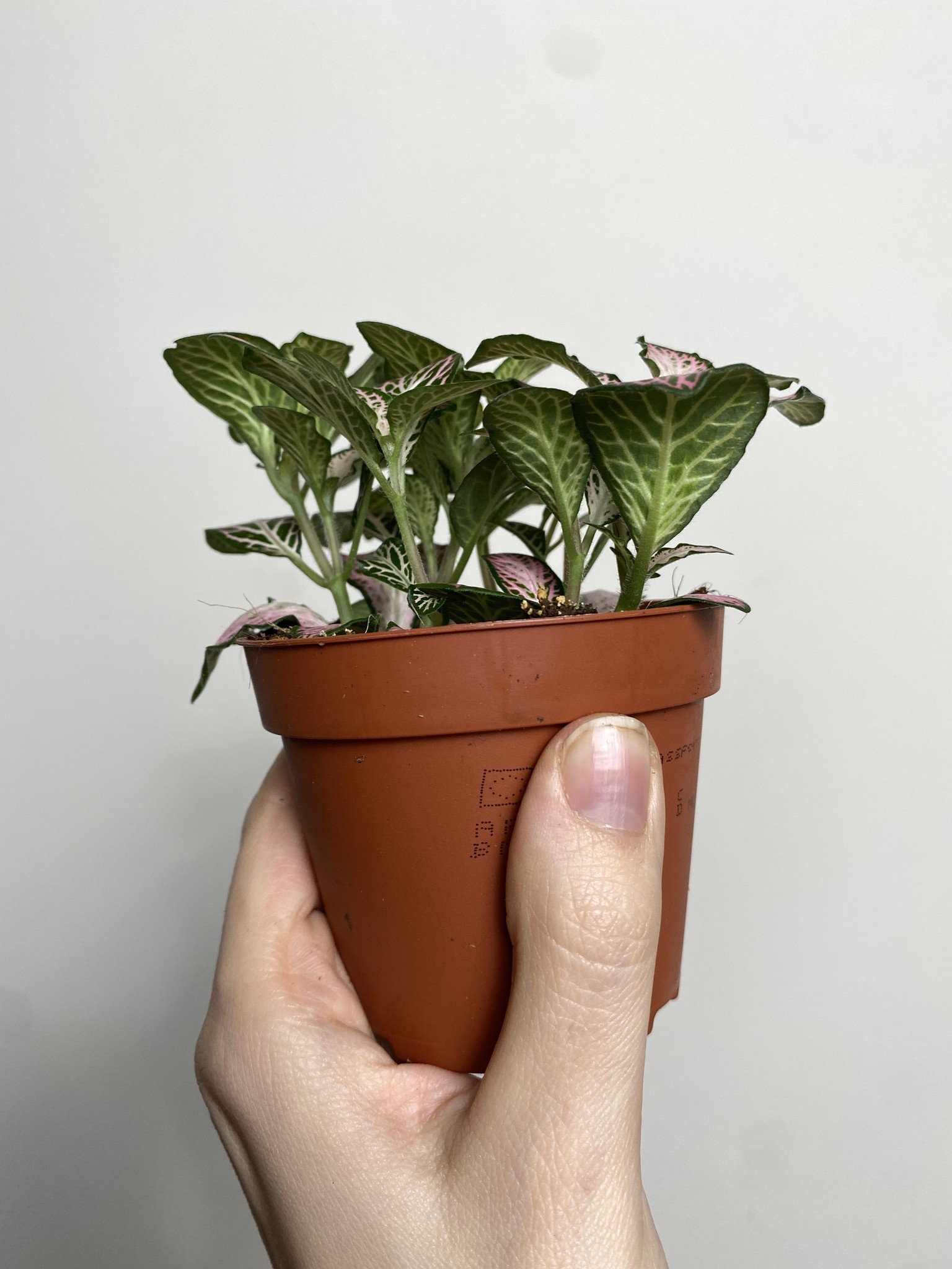Fittonia verschaffeltii różowo-biało-zielona