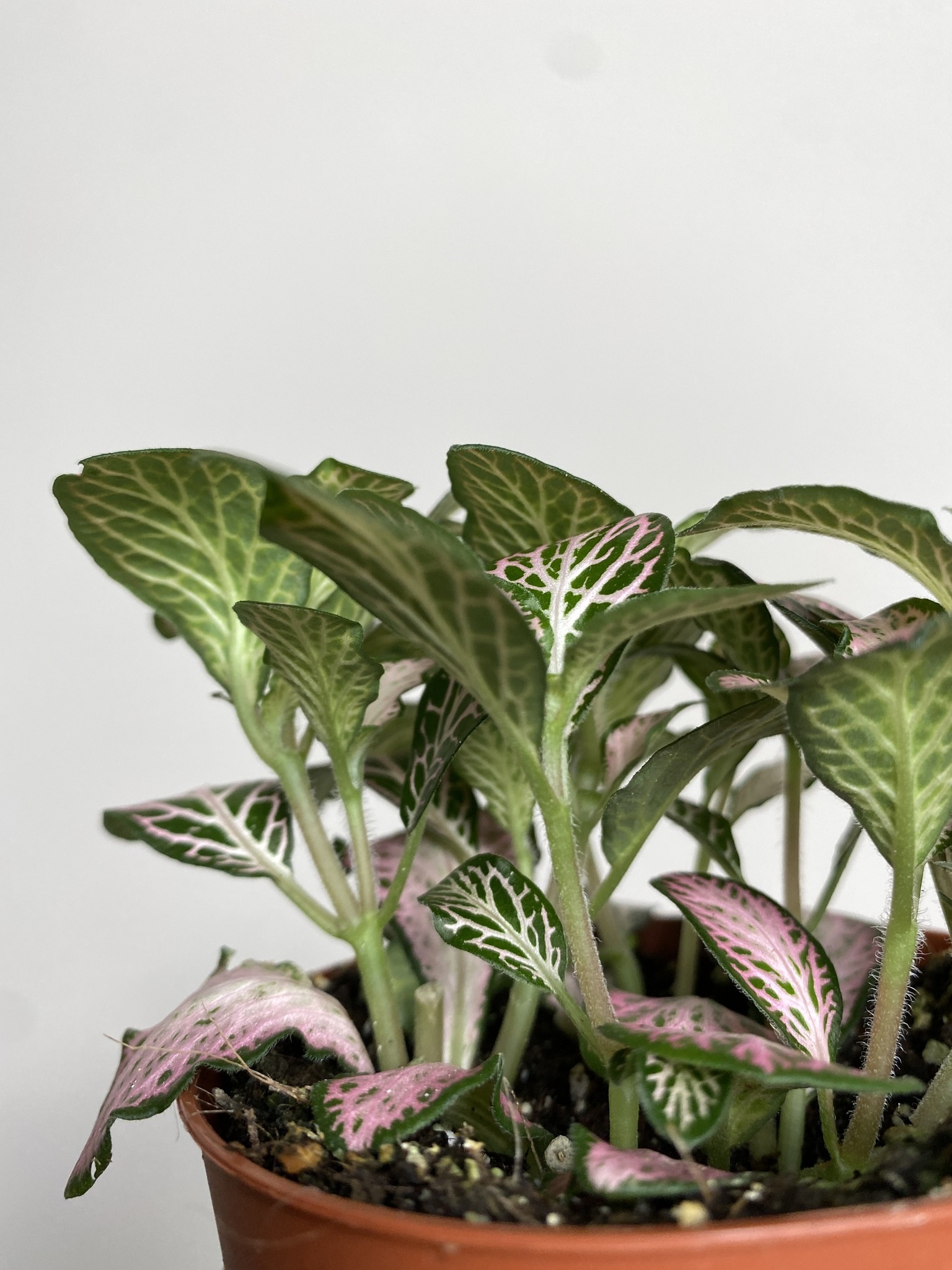 Fittonia verschaffeltii różowo-biało-zielona