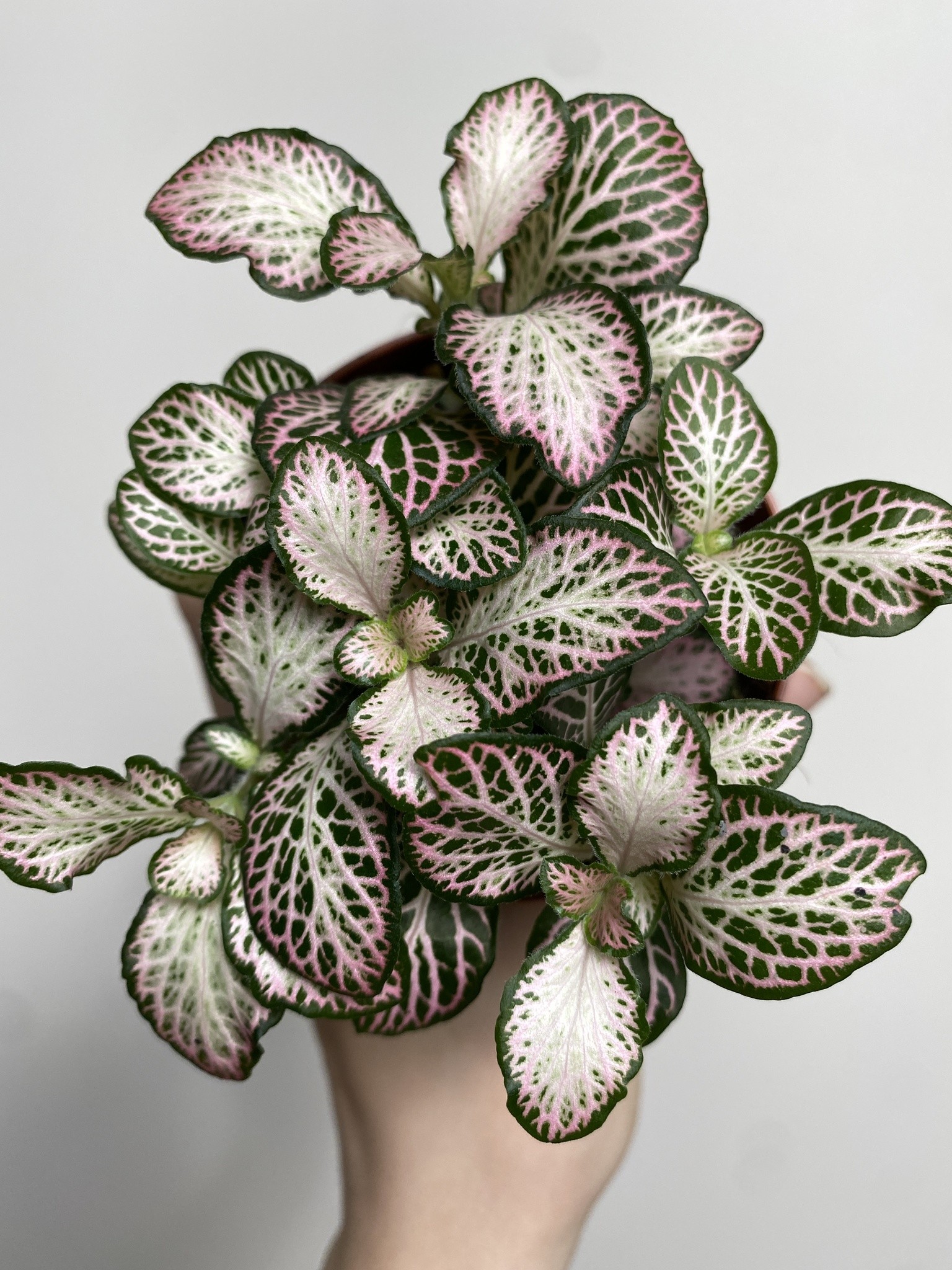 Fittonia verschaffeltii różowo-biało-zielona