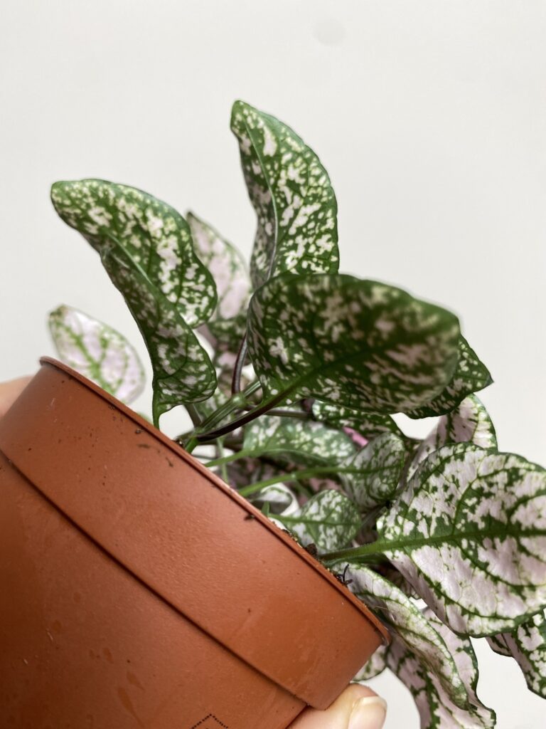 Fittonia verschaffeltii różowo-biało-zielona