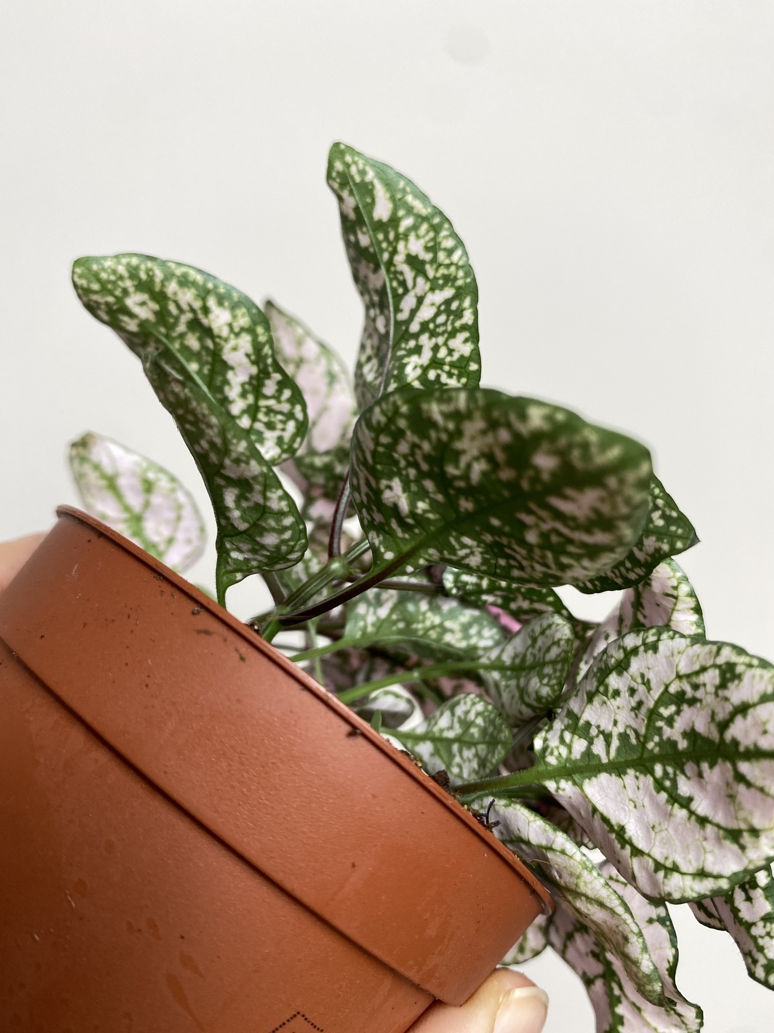 Fittonia verschaffeltii różowo-biało-zielona