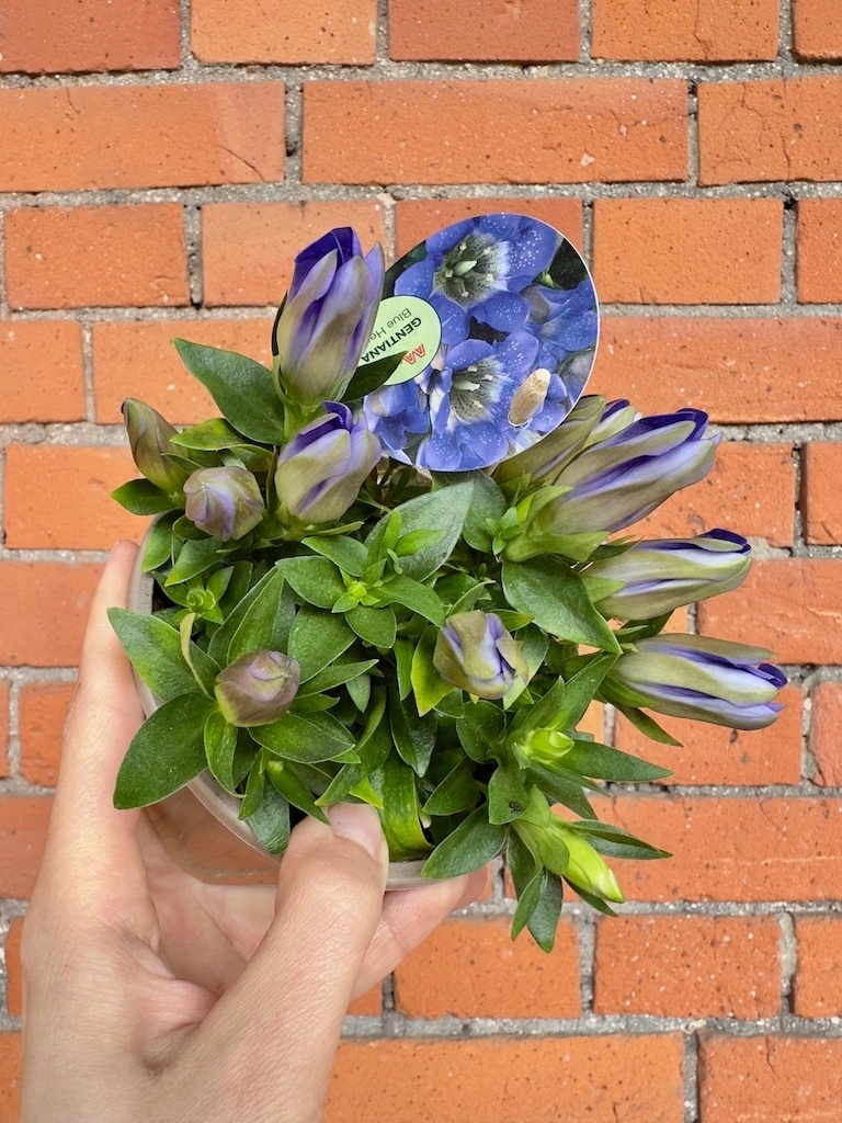 Gentiana Blue Heart