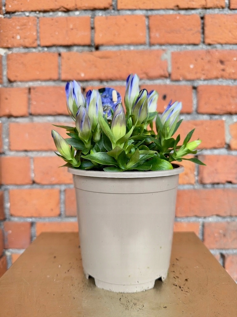 Gentiana Blue Heart