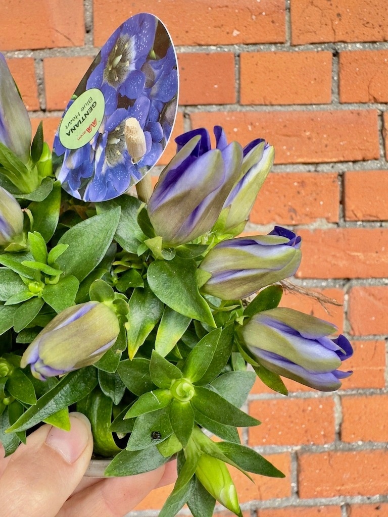 Gentiana Blue Heart