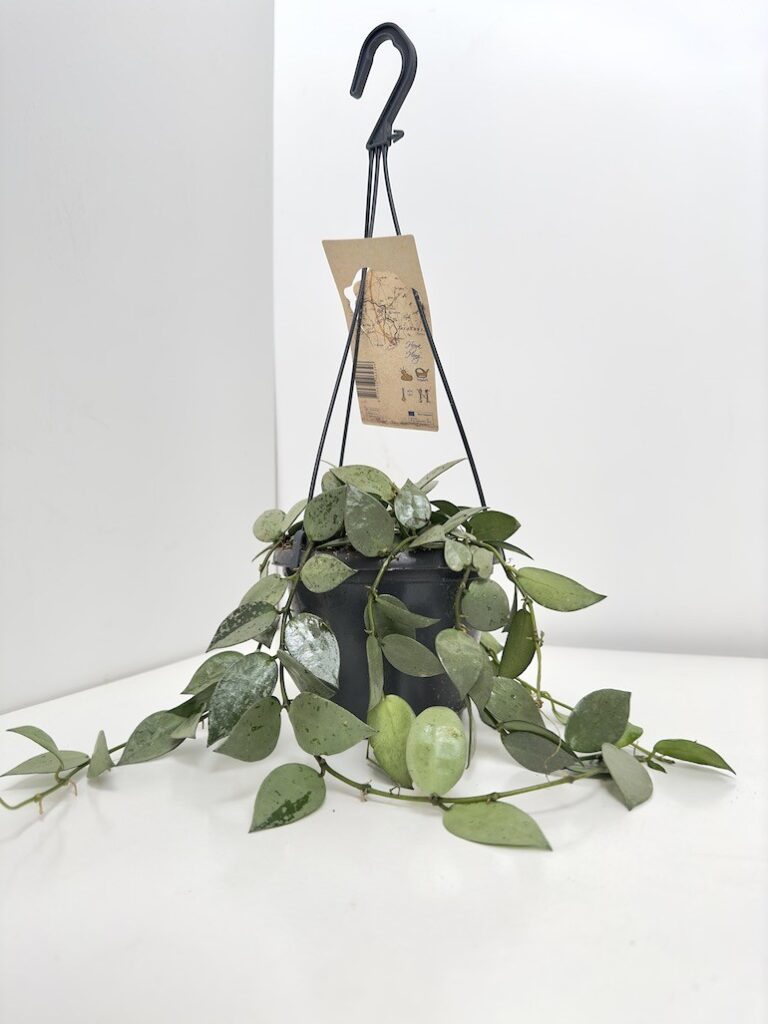 Hoya Eskimo