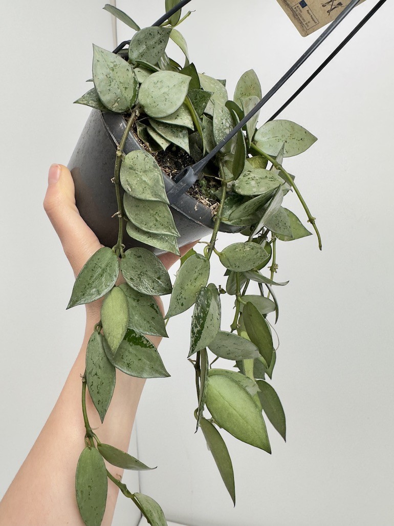 Hoya Eskimo
