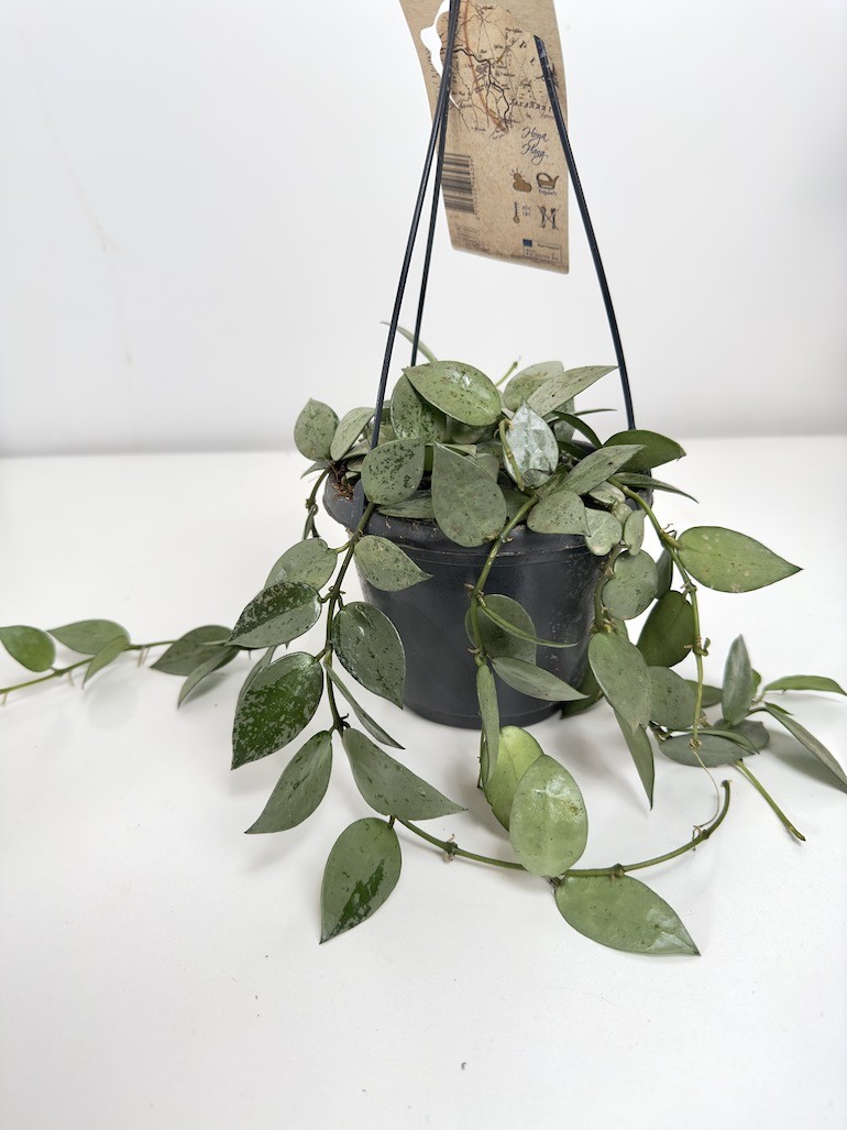 Hoya Eskimo