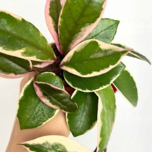 Hoya Flamingo Dream