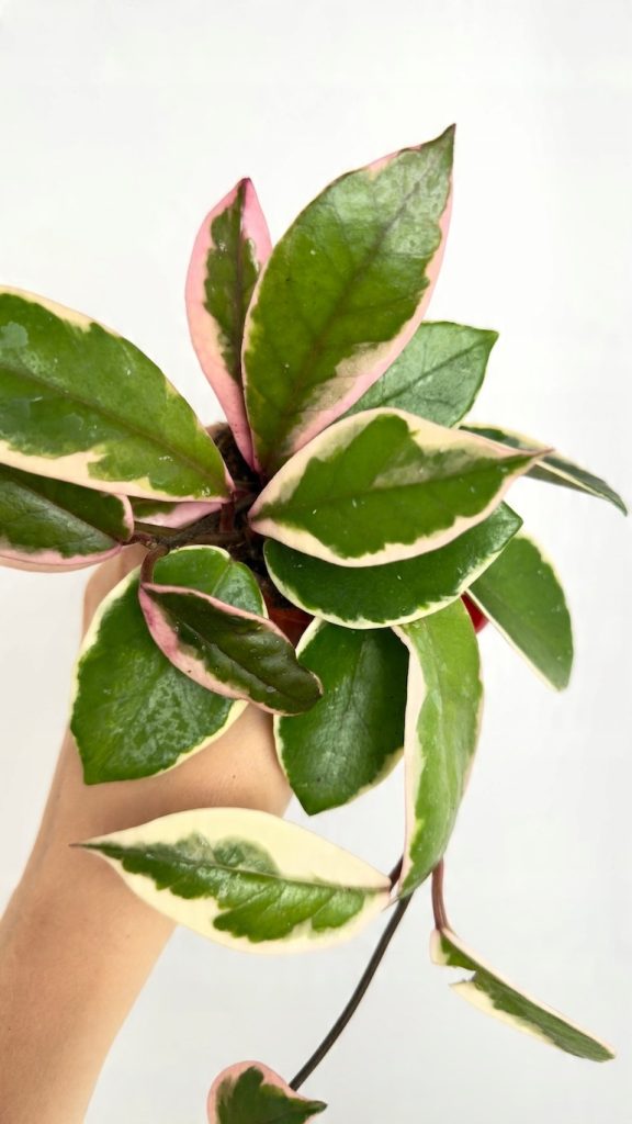 Hoya Flamingo Dream