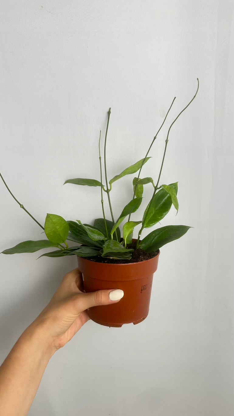 Hoya ut 039