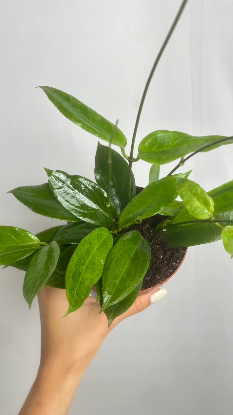 Hoya ut 039