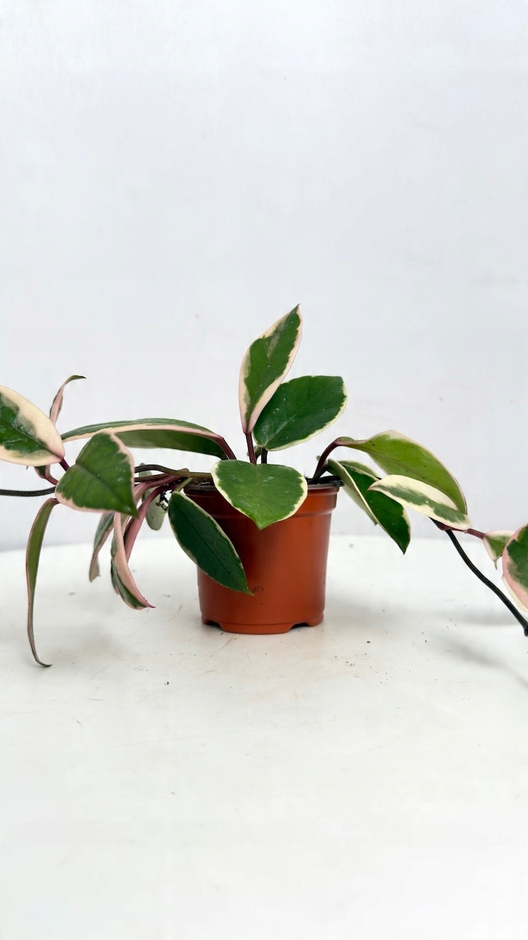 Hoya Flamingo Dream