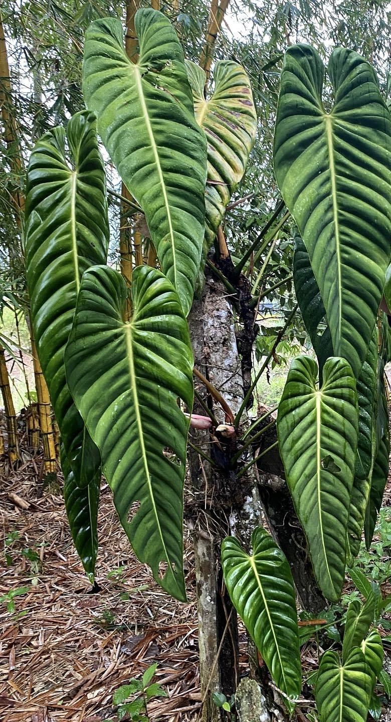 Philodendron Esmeraldense