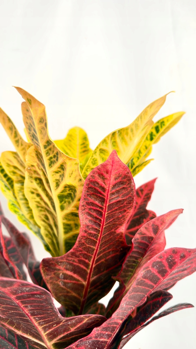 Codiaeum Excellent 17/40 cm