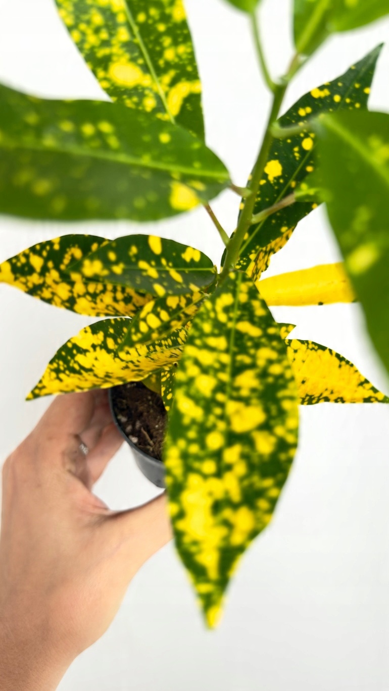 Codiaeum variegatum Sunny Star