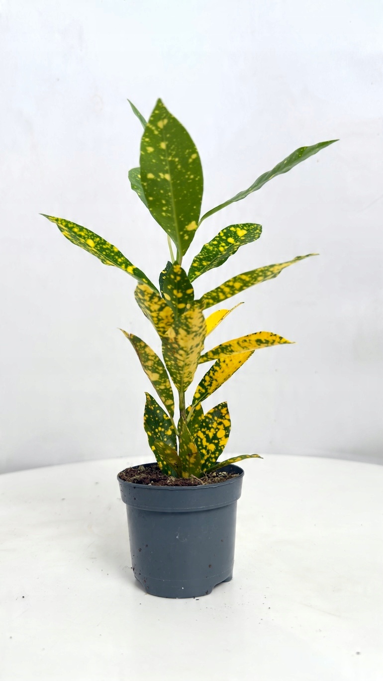 Codiaeum variegatum Sunny Star